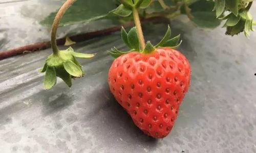 国产吃瓜婊 第7页